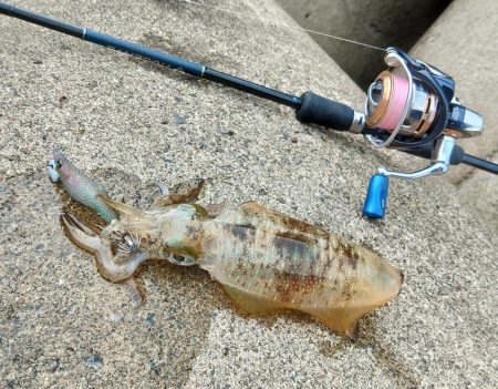 エギング絶好調！